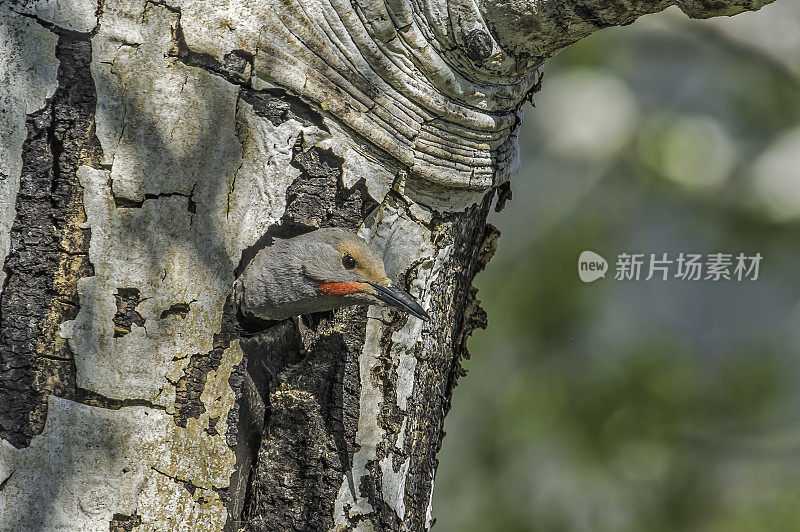 北方闪烁啄木鸟(Colaptes auratus)是在黄石国家公园筑巢的啄木鸟家族的一个中型成员。鸟巢的建筑。